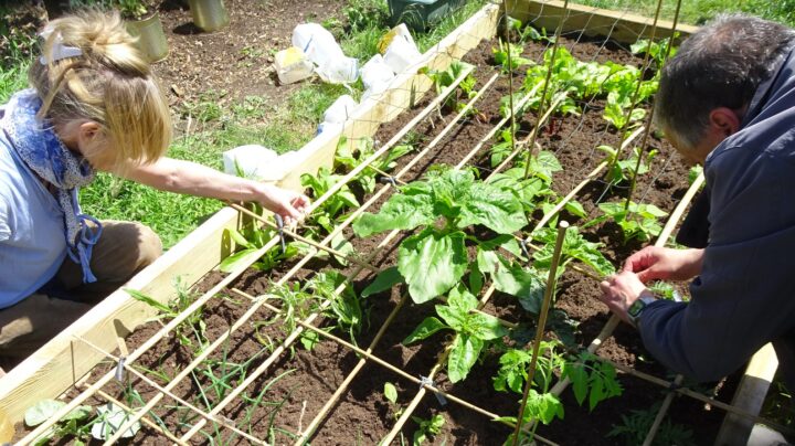 sustainable merton