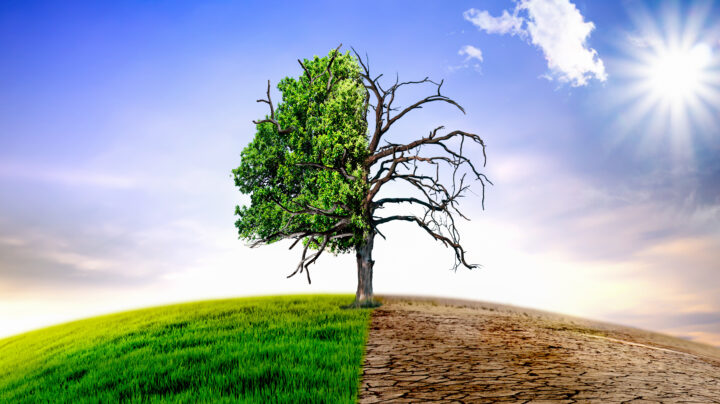 Climate change withered tree and dry earth.